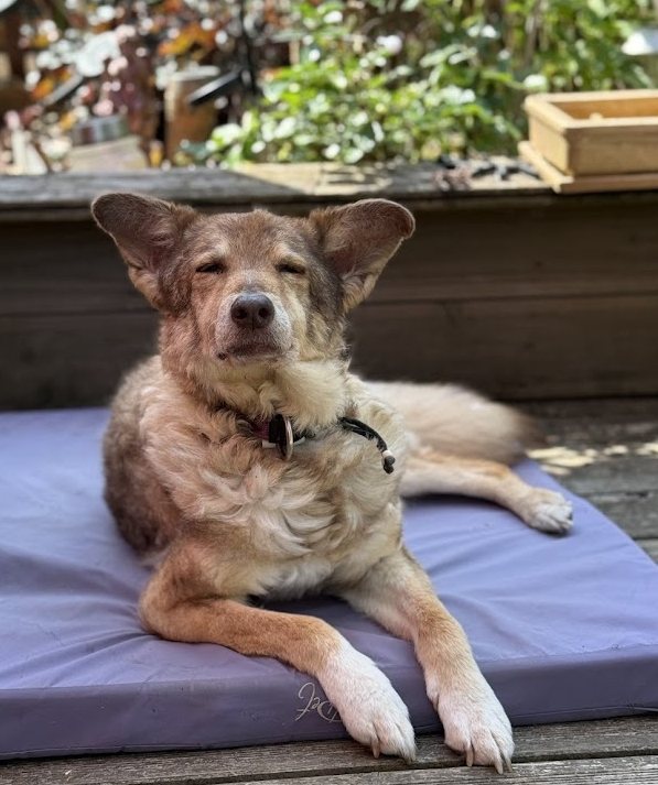 Hund entspannt im Grünen